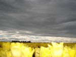 [yellow flight.jpg]